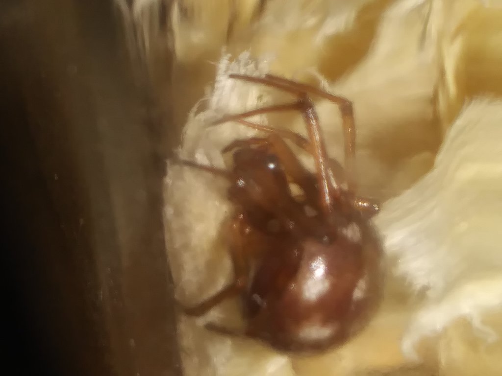 Steatoda Triangulosa