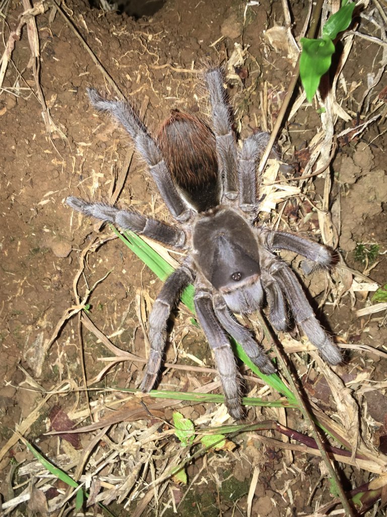 Stichoplastotis sp, Costa