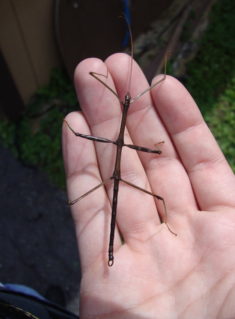 Stick Insect