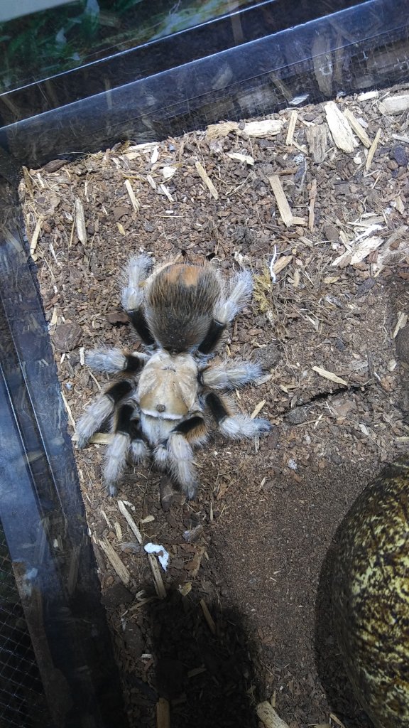 Store Donation (Aphonopelma chalcodes)