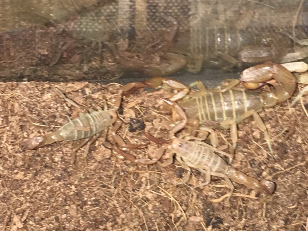 Stripe Tail from Wellton, Arizona