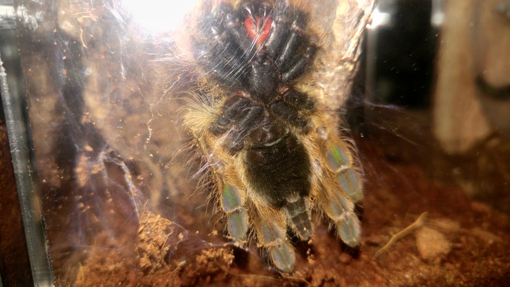 Stromatopelma calceatum