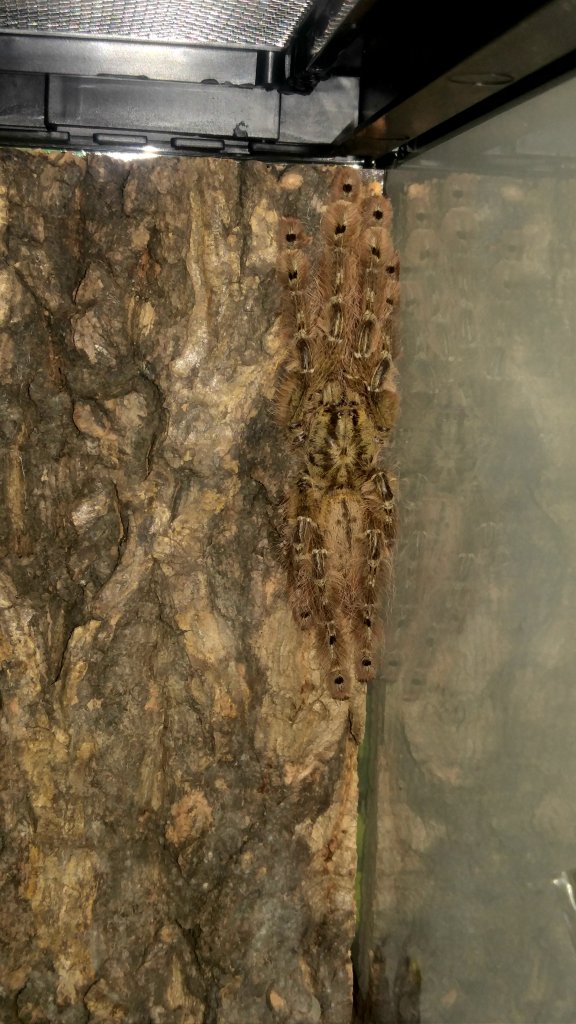 Stromatopelma calceatum