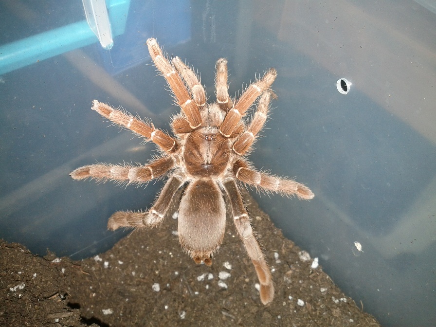 sub adult female KBB