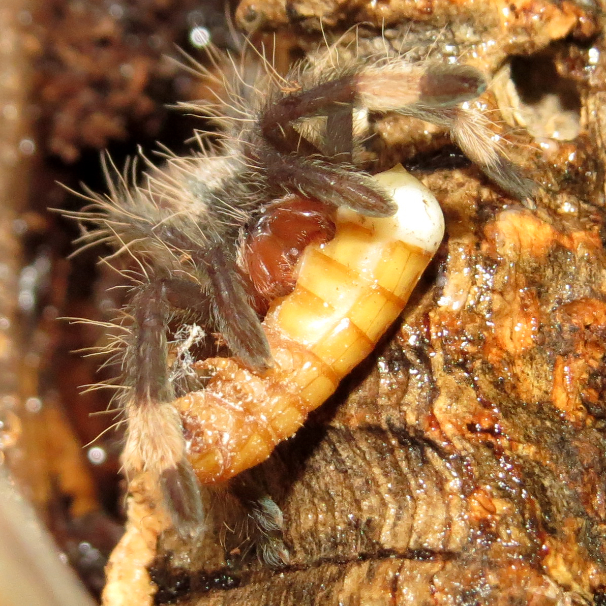 Submealworm (♀ Psalmopoeus irminia 0.75")