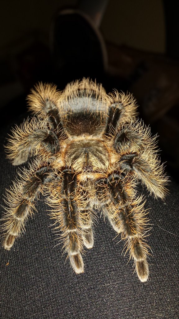 "Suki"  Brachypelma albopilosum