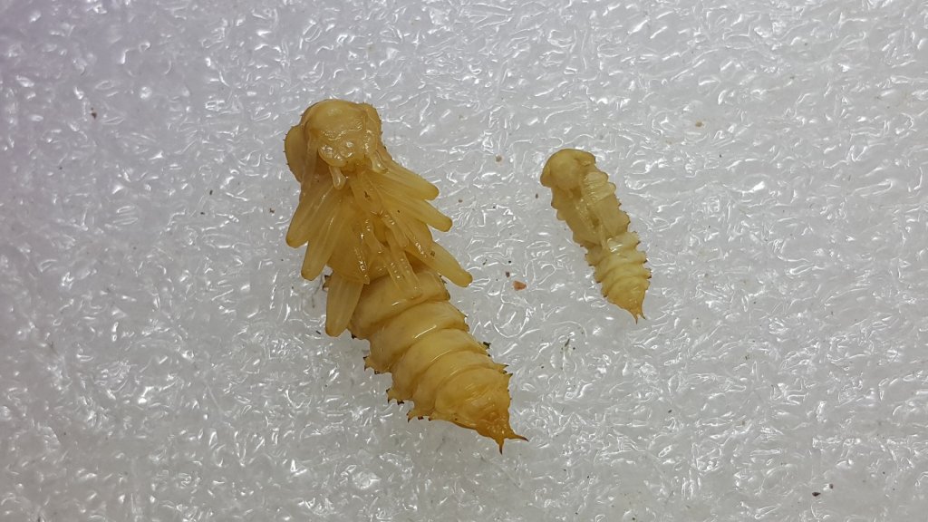 Superworm and Mealworm Pupae