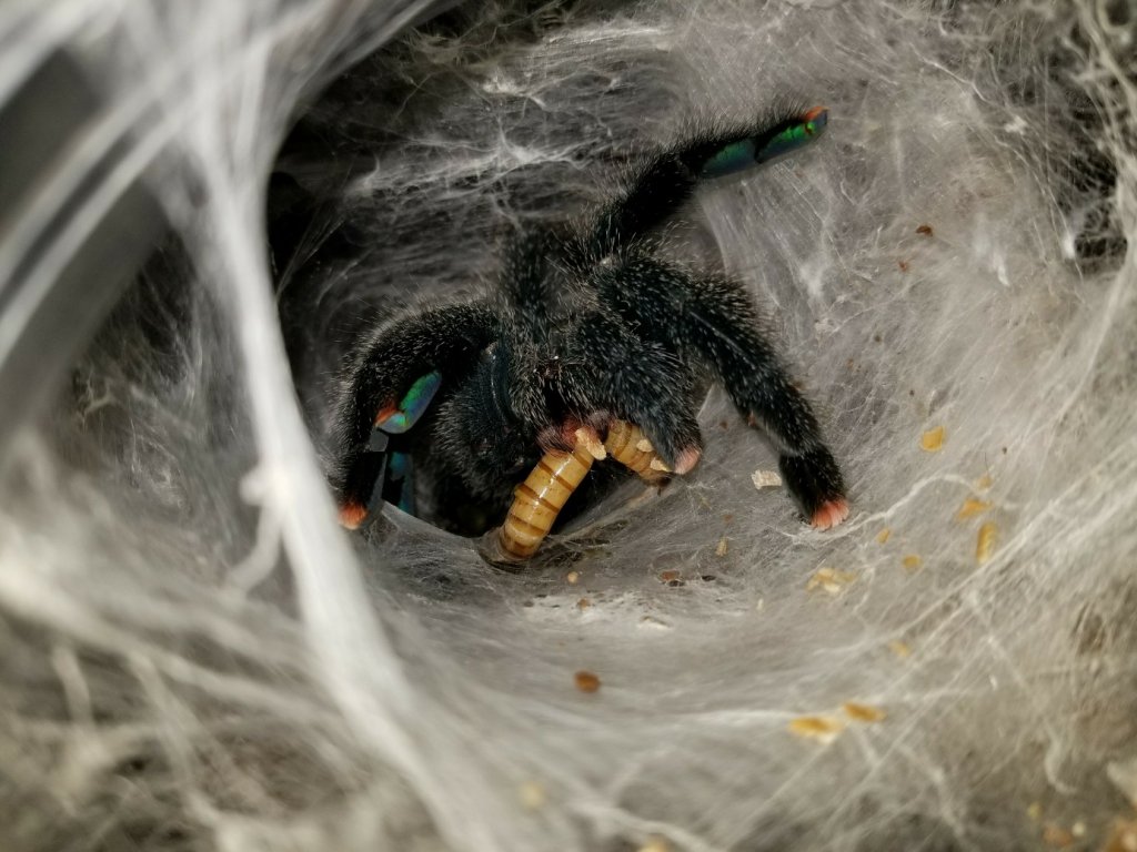 "Sweet Pea" Avicularia avicularia