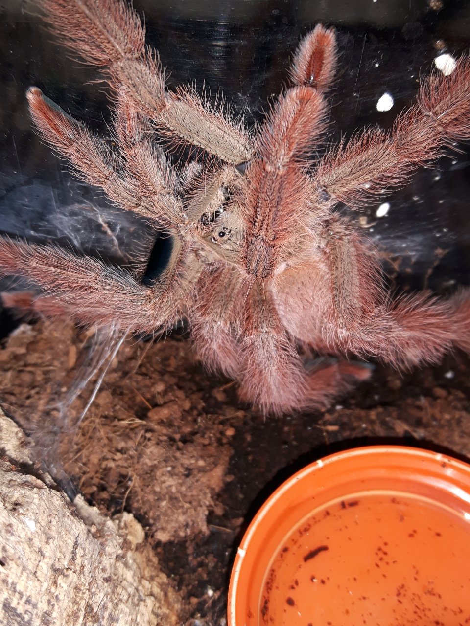 T.gigas