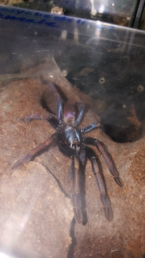 T. pscydelicus