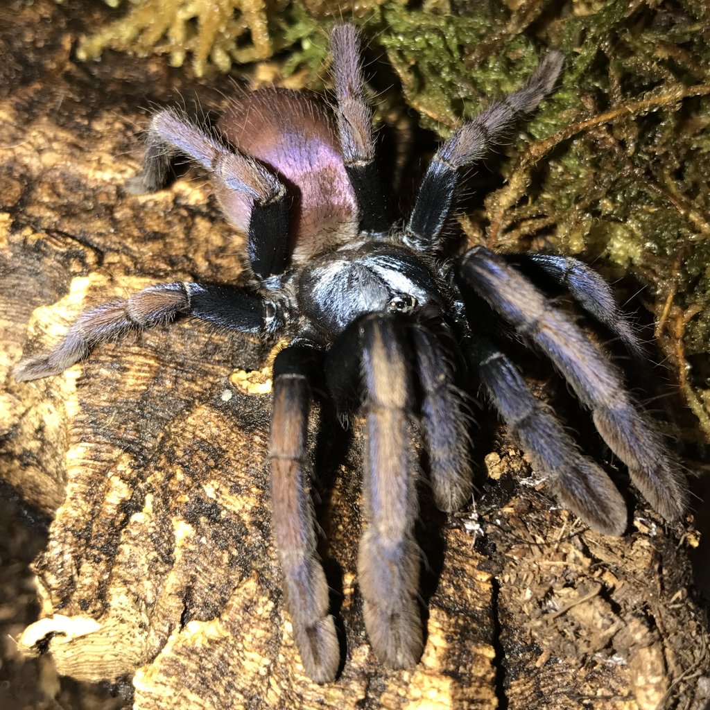 T. Psychedelicus