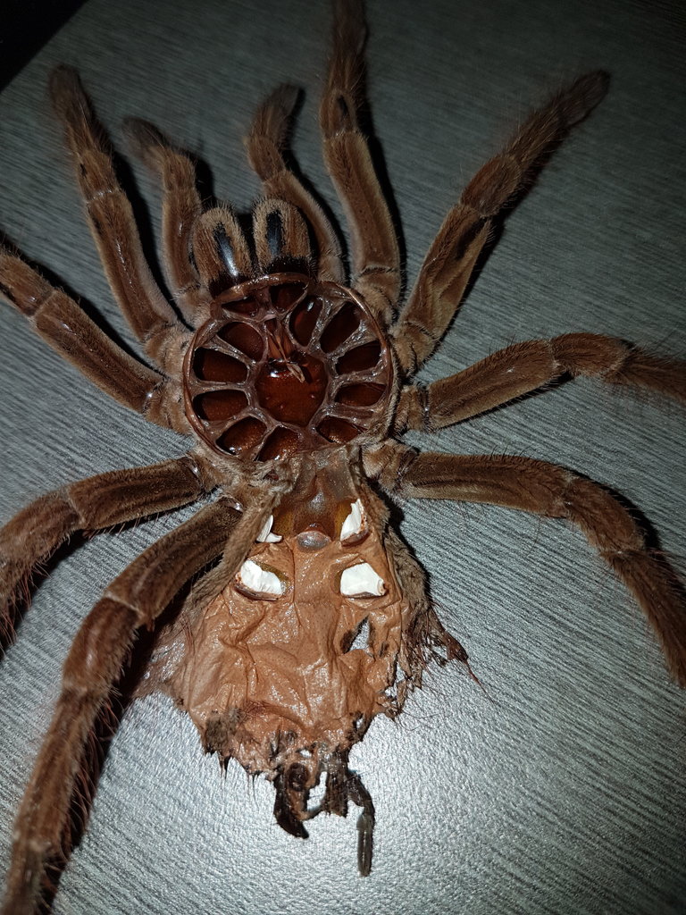 T.Stirmi 6 inch molt