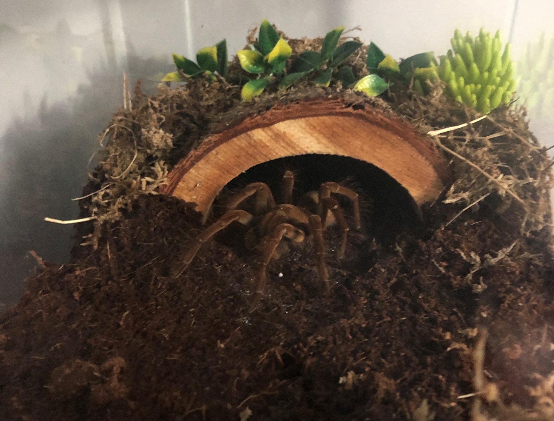 T. stirmi (Antheia) standing guard