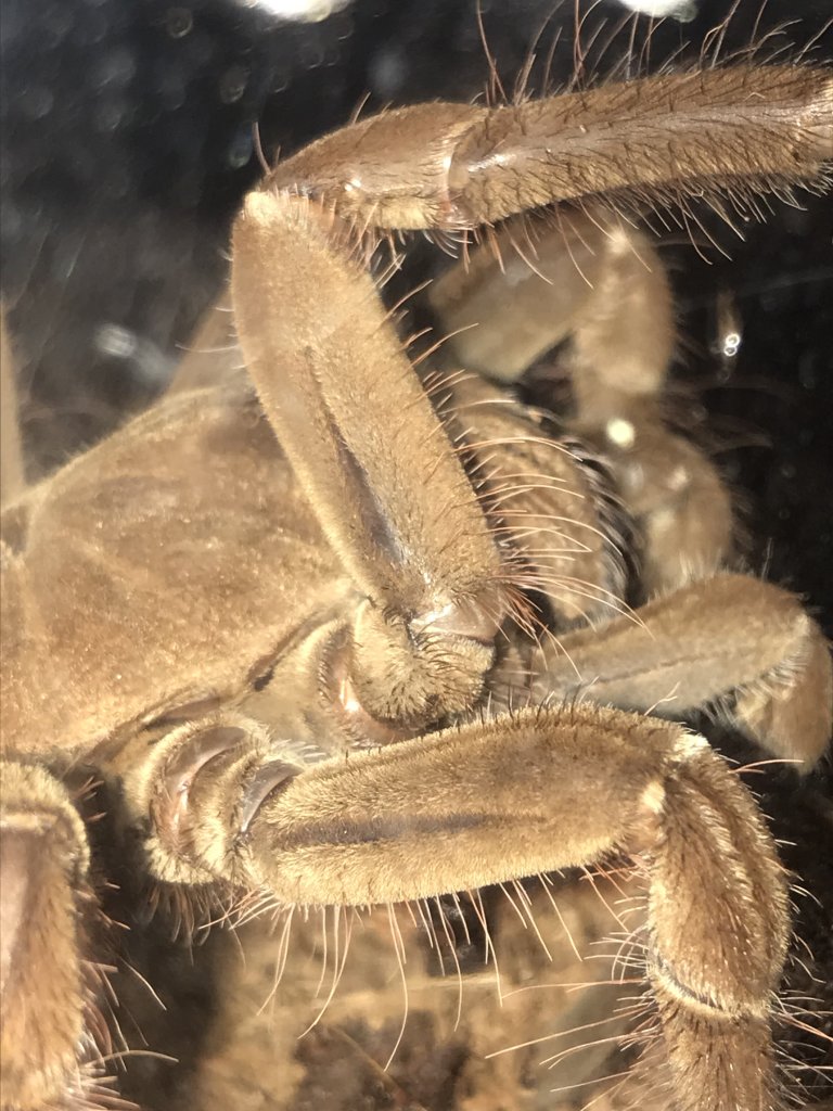 T stirmi/ blondi pic 2