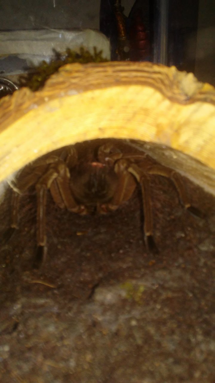 T Stirmi butt threat