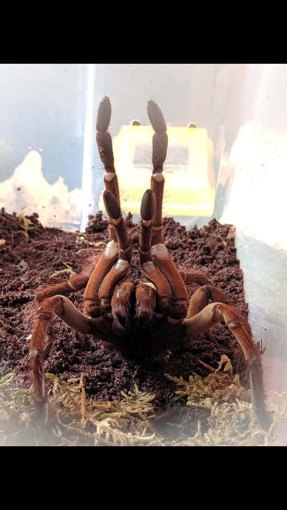 T. Stirmi , defensive