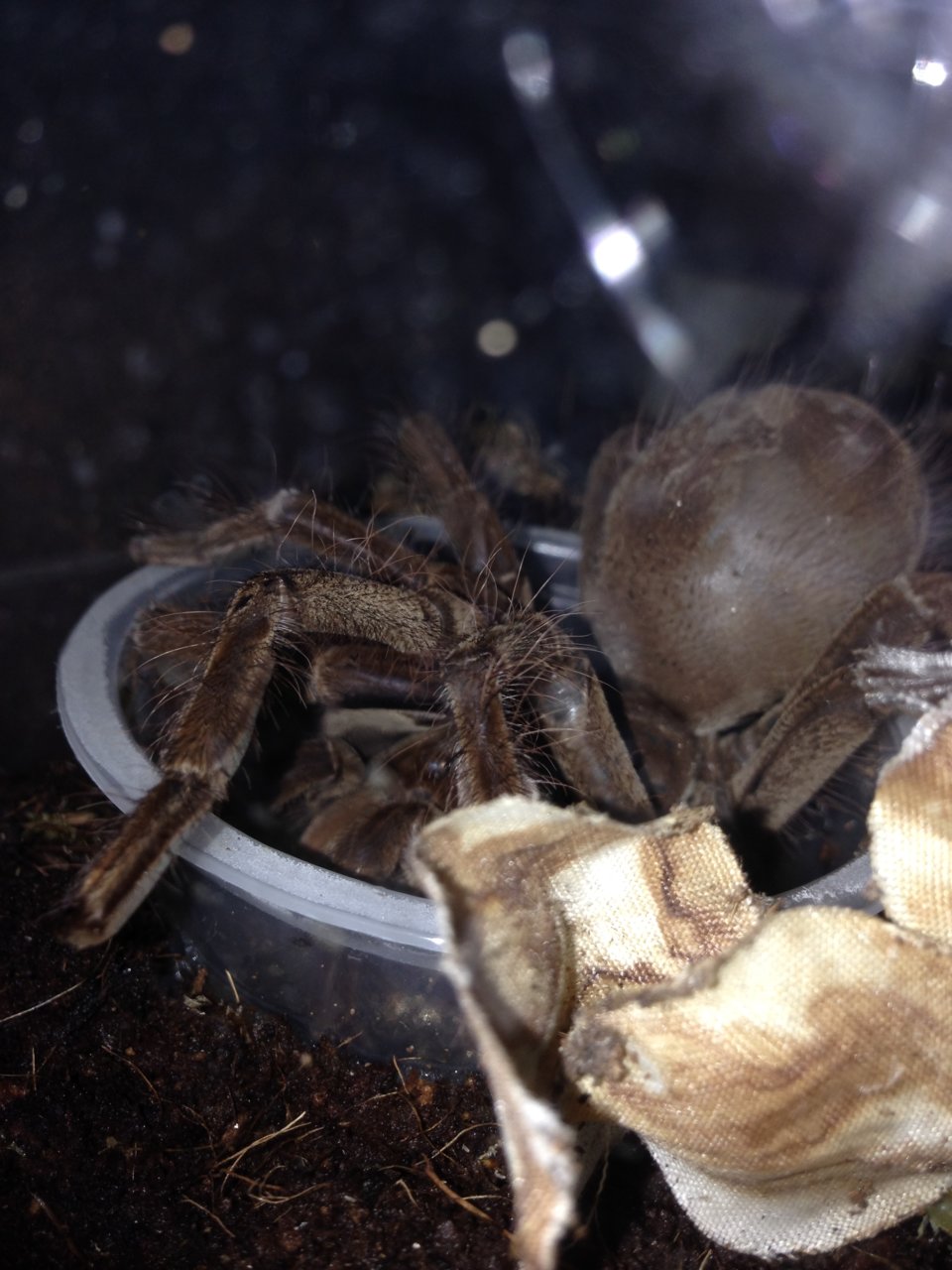 T. stirmi drinking from water dish