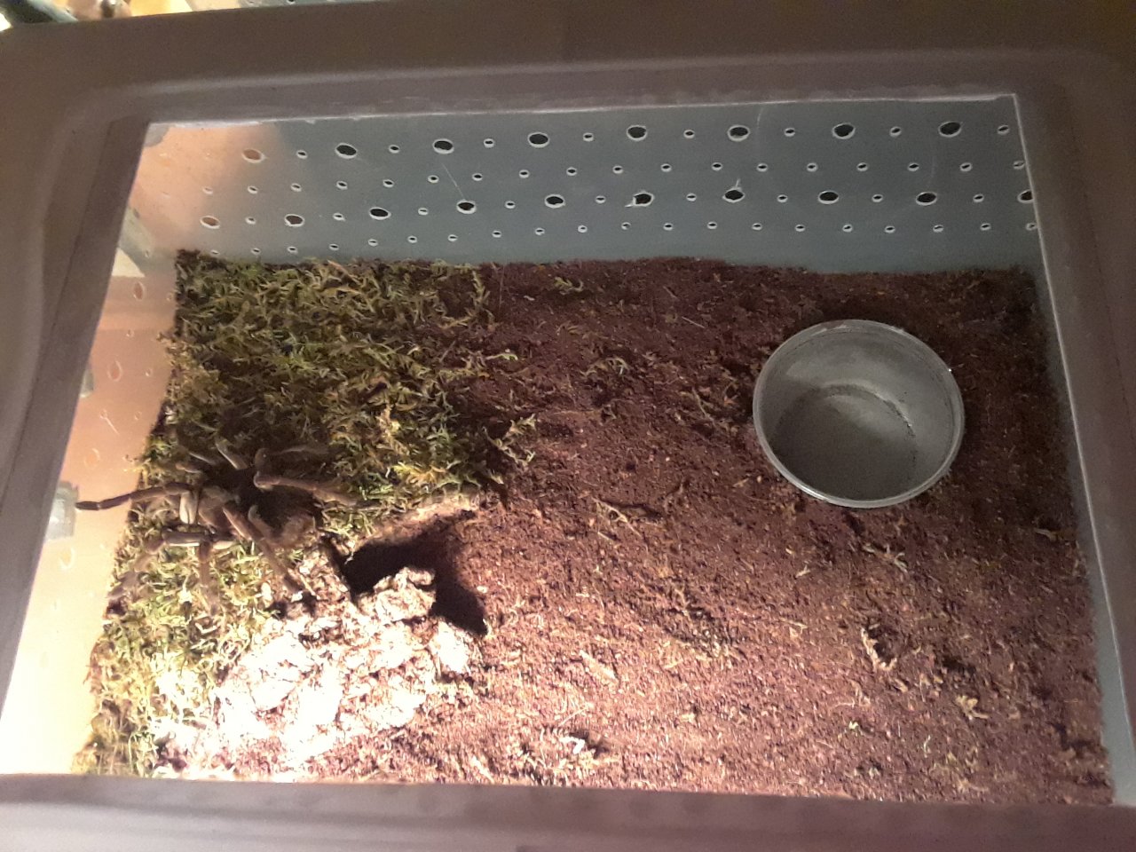 T. stirmi enclosure