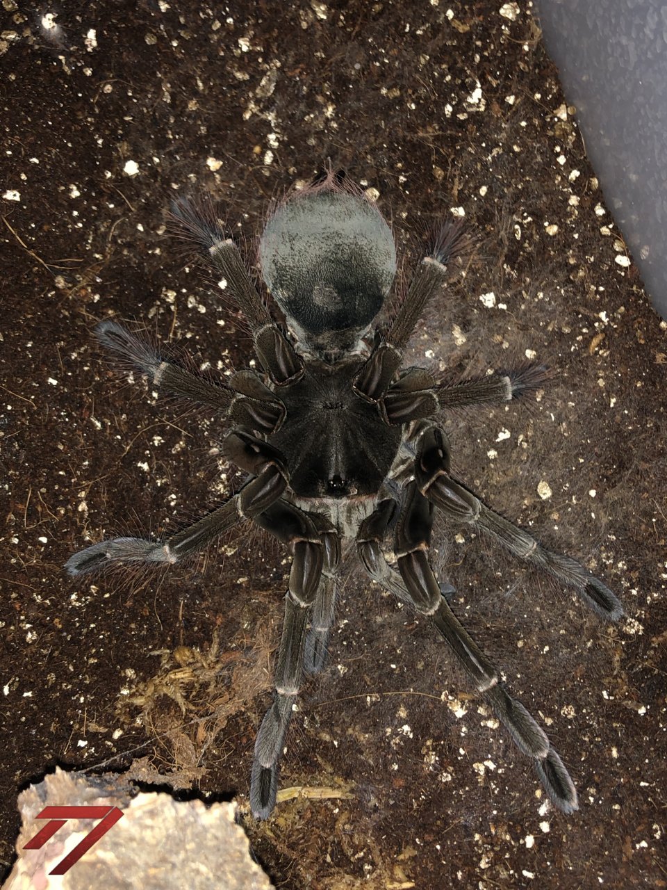 T. stirmi female post-molt