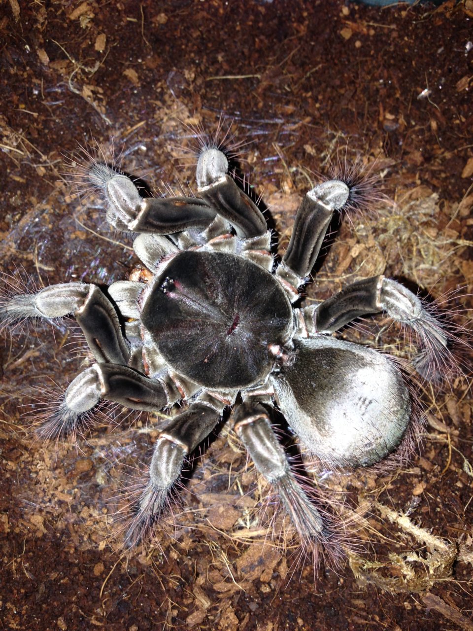 T. stirmi Post Molt Feeding