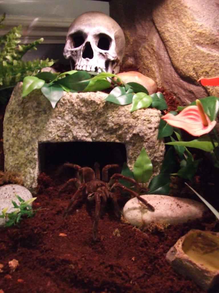 T. Stirmi