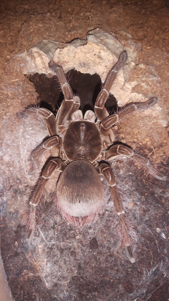 T.stirmi