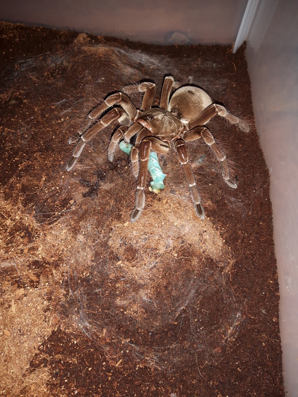 T.stirmi