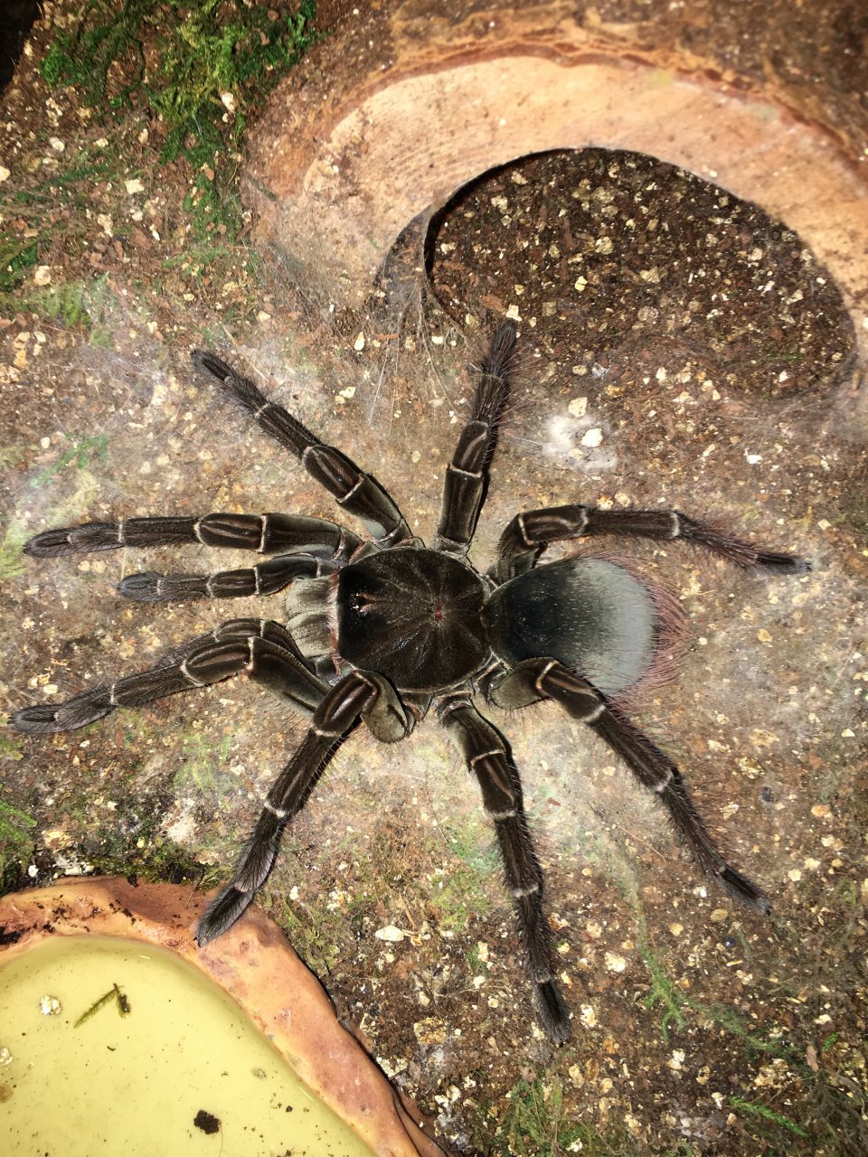 T. stirmi