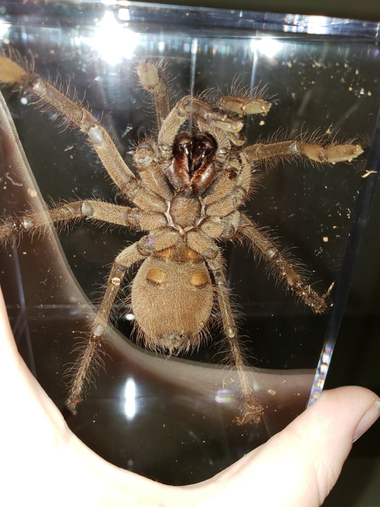 T stirmi