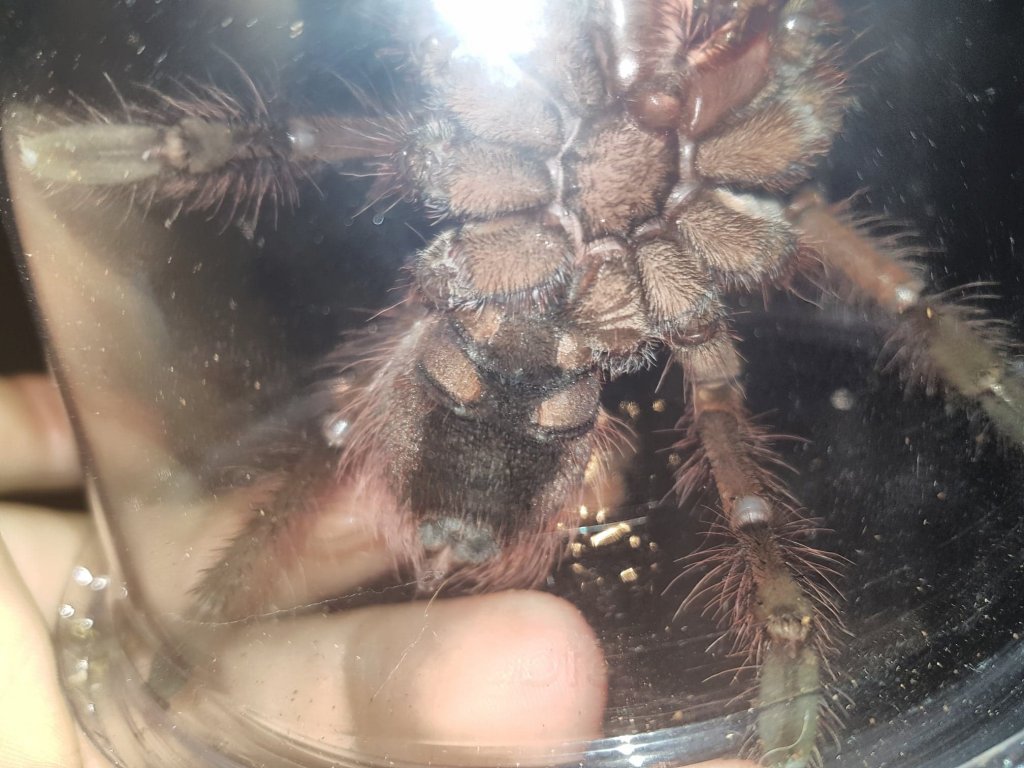 T Stirmi