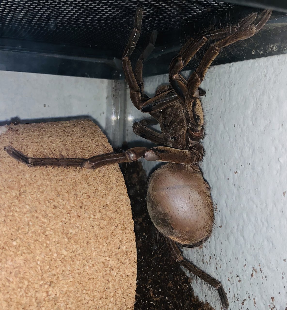 T. Strimi hitch hiking out of the enclosure.