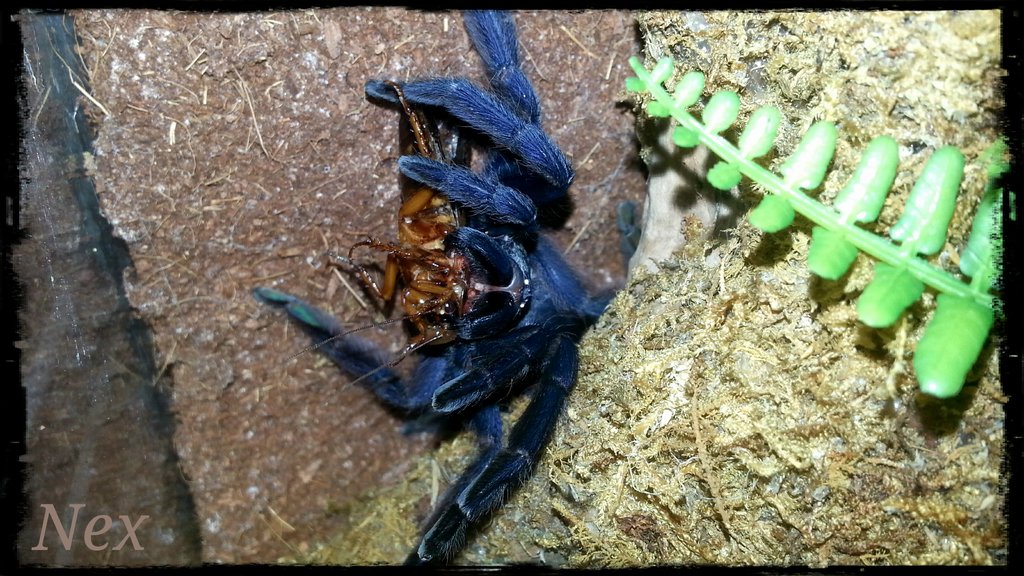 T.violaceus dinner time ;)