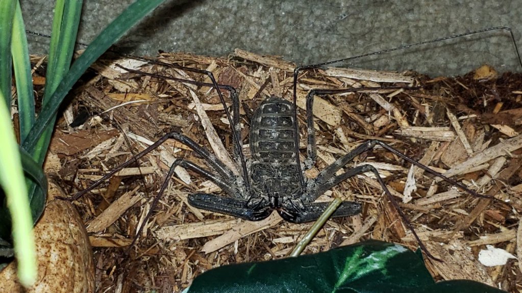 Tailless whip scorpion