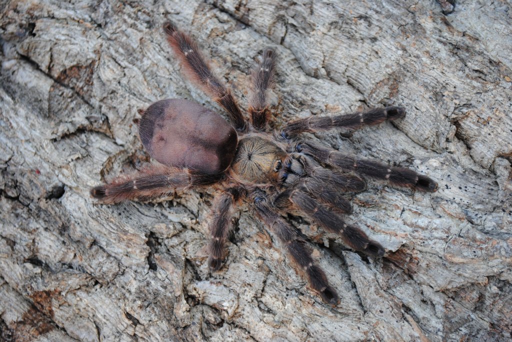 Tapinauchenius latipes - Female