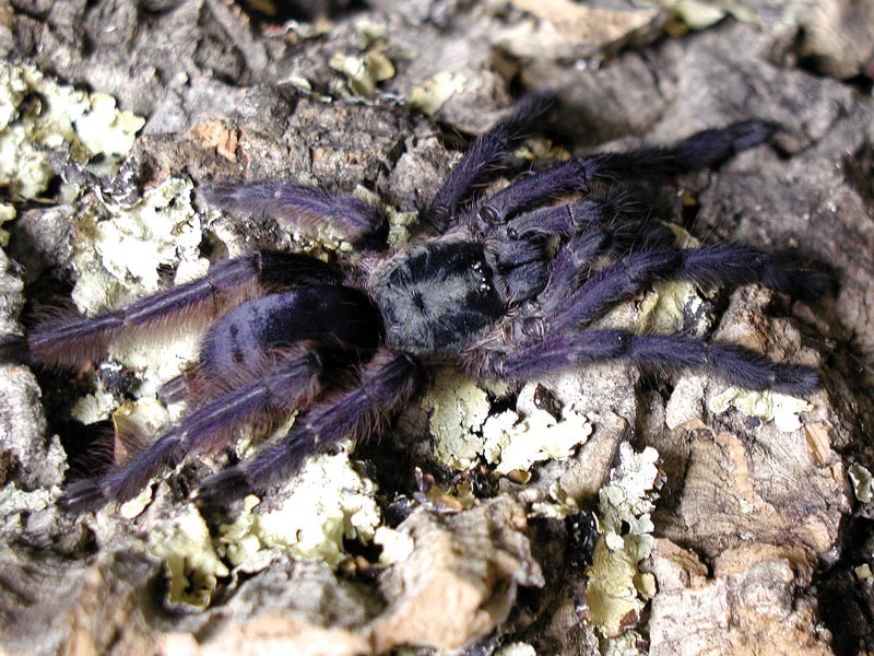 Tapinauchenius purpureus