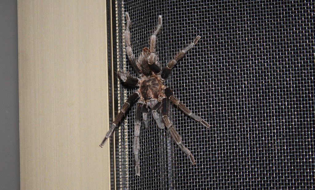 Tarantual in Costa Rica