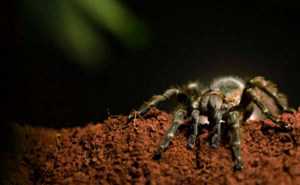 Tarantula From Argentina