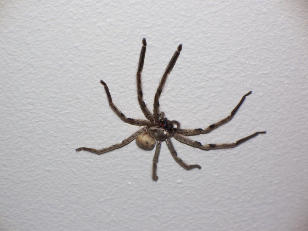 Tarantula Maldives