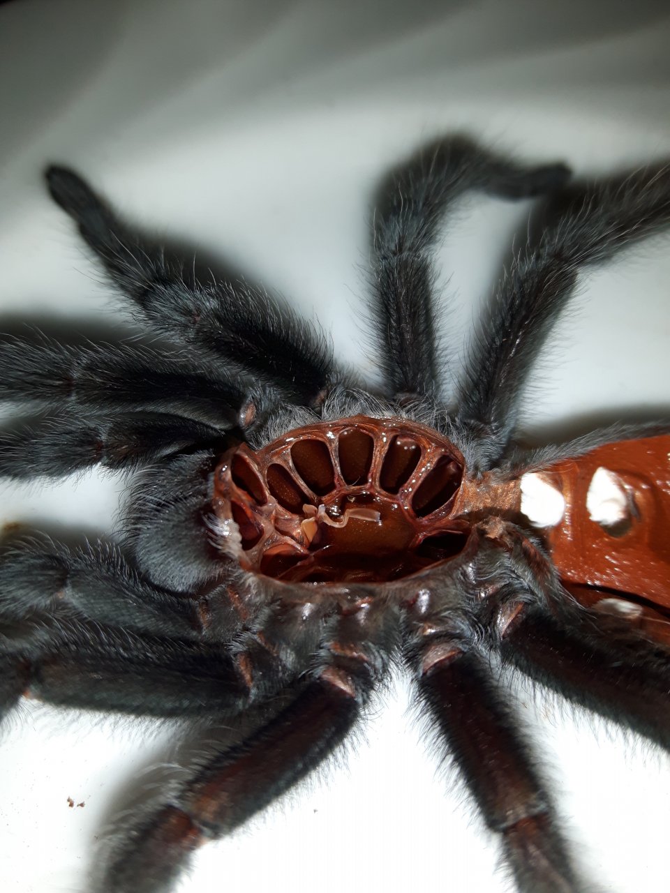 Tarantula sucking stomach