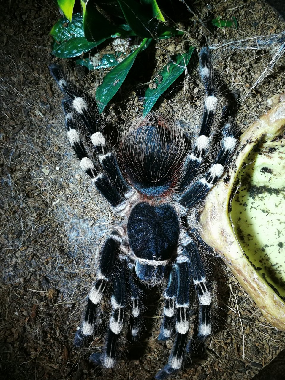 Tarantula Yoga #2