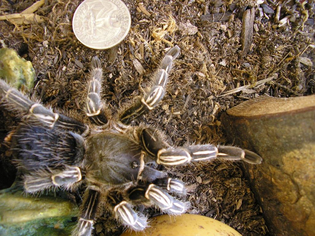 Tarantula!