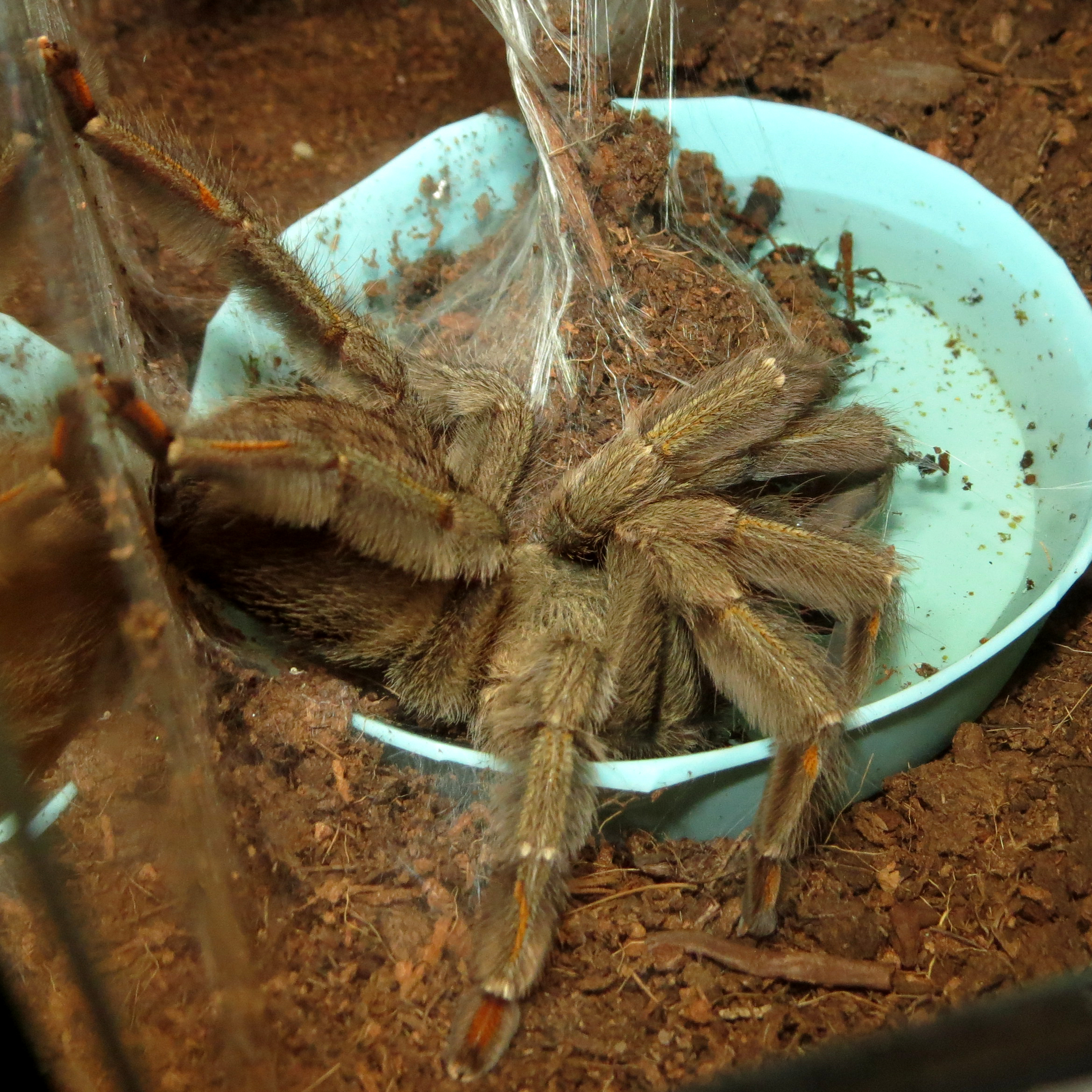 Tea Time (♀ Psalmopoeus cambridgei 5")