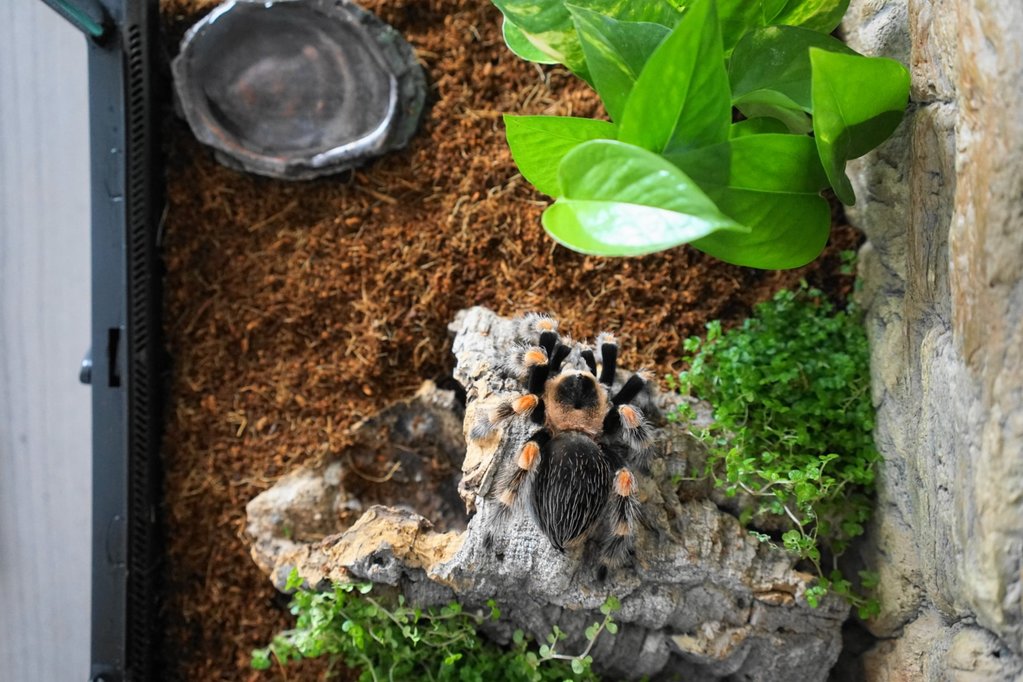 Terrarium with live plants