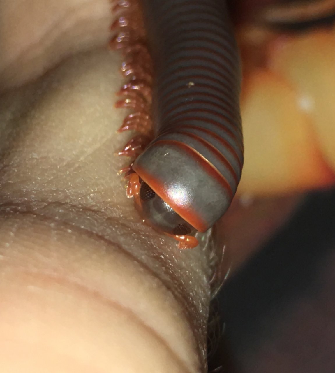 Thai Rainbow Millipede