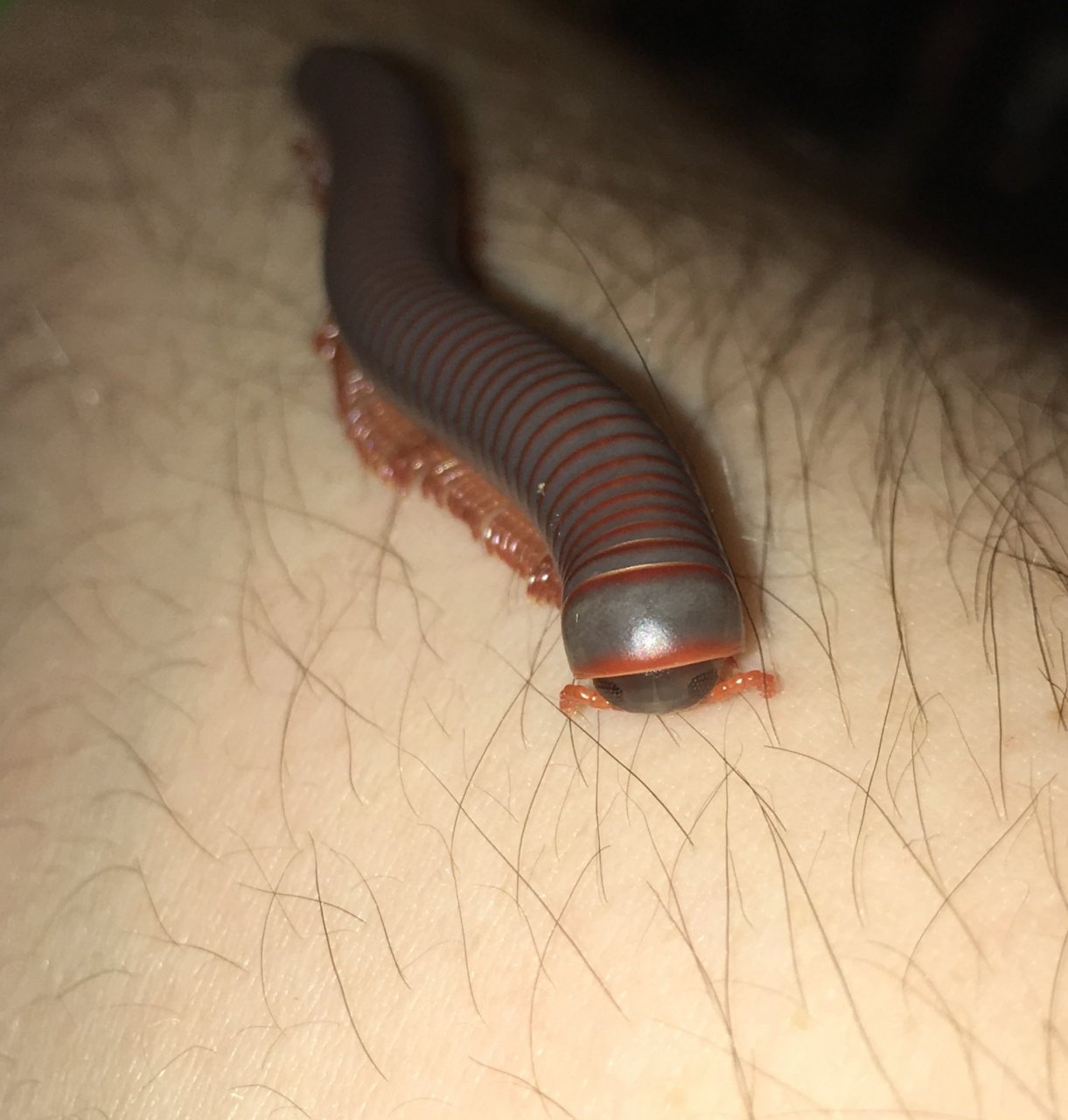 Thai Rainbow Millipede