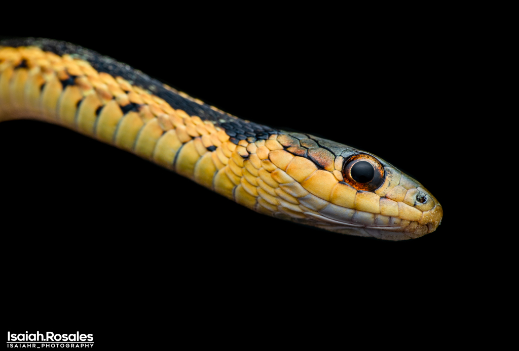 Thamnophis sp.