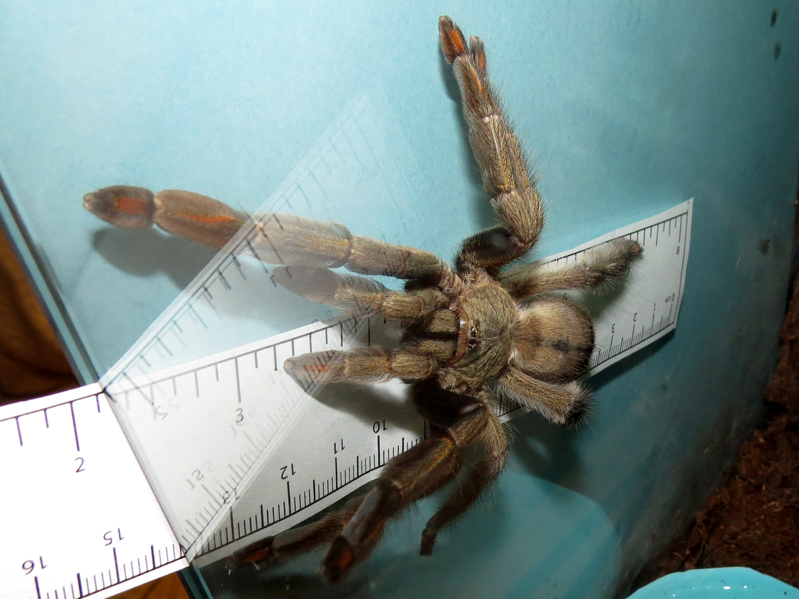 The Measure of a Cam (♀ Psalmopoeus cambridgei 5")