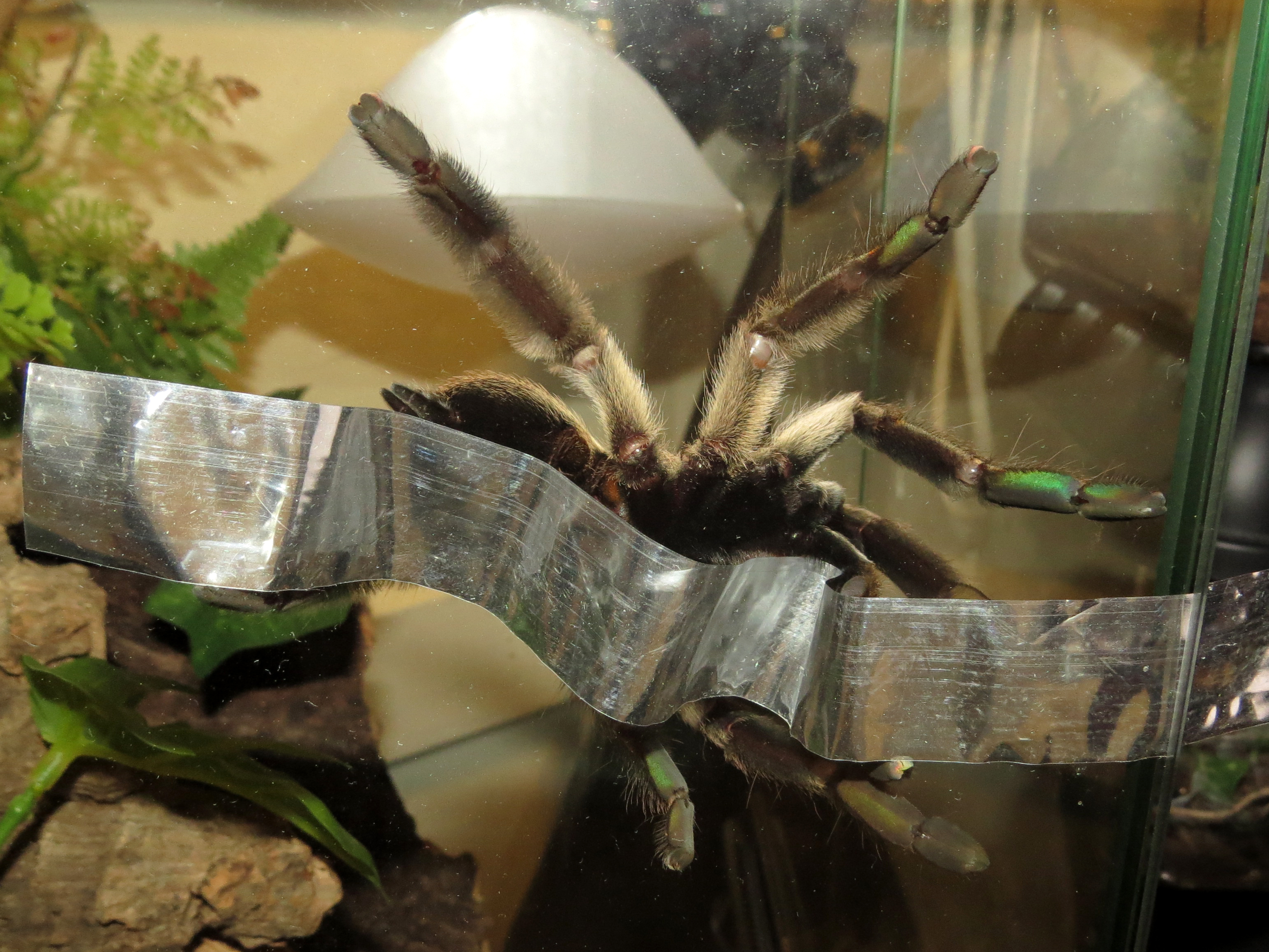 The Ribbon Game (♀ Psalmopoeus cambridgei 5.5")