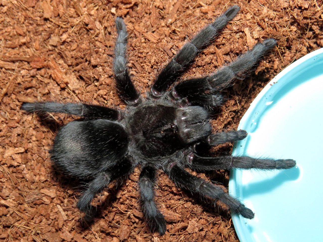 The Watering Hole (♀ Grammostola pulchra 3.5")