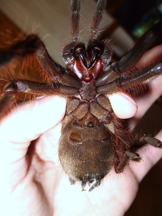 Theraphosa apophysis male or female?